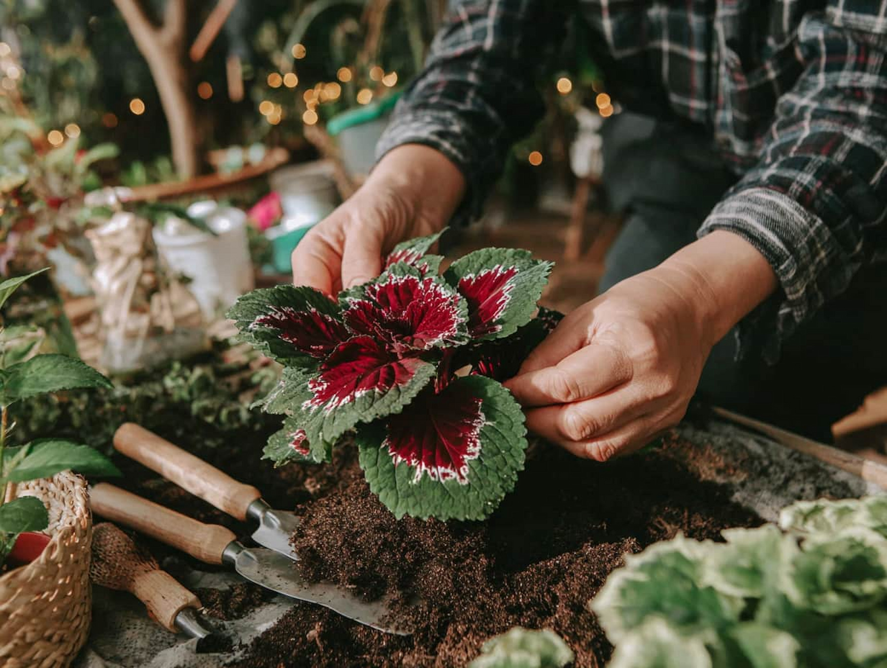 Blooming Under Moonlight — Night Gardeners and the Rise of Moon Gardening