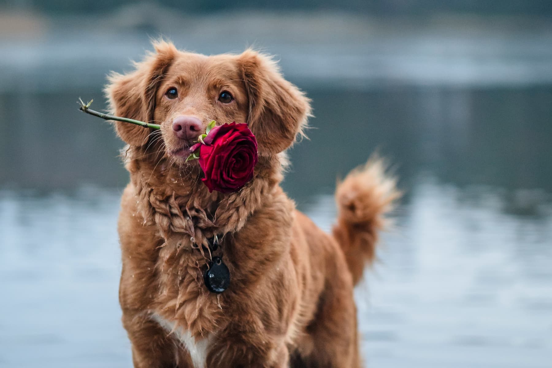 Valentine’s Day D-1: A Curated Guide to Special Gifts