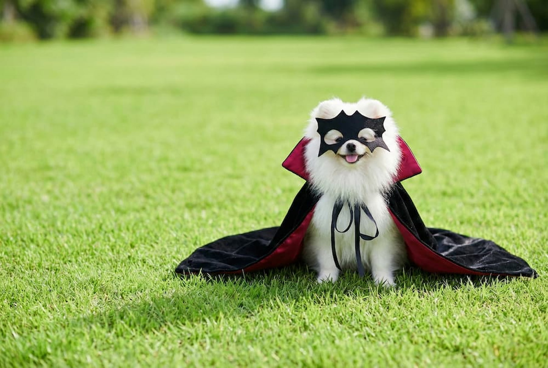 Eternal Companions with a Battery Swap — AI Pet Robots Become the New Vampire Companion Culture