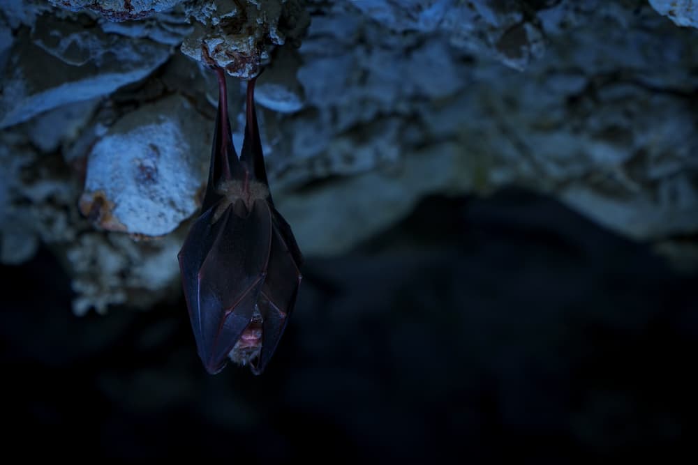 A swarm of Crimson-Eye Bats covering an urban skyline